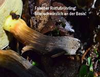 FalscherRotfussroehrling7