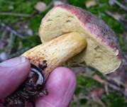herbstrotfuss