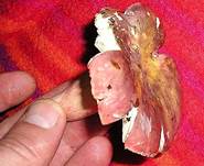 RotstieligerLedertaeublE7-