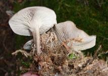 Ruderaltrichterling3