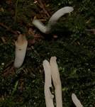 WeisseKeu3