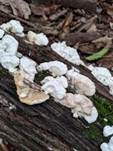 Samtige Tramete (TRAMETES PUBESCENS SYN. CORIOLUS PUBESCENS FORMA