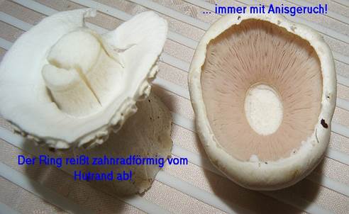 Schaf-Egerling3