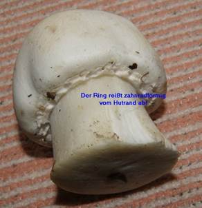 Schaf-Egerling
