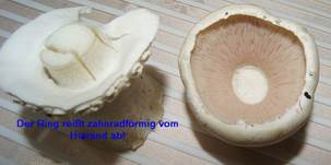 Schaf-Egerling2