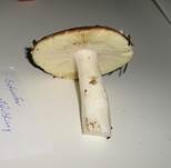 ScharferGlanztaeubling4