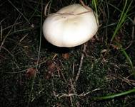 SchiefknolligerAnisegerling3