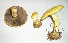 GelberAnisChampignonoben