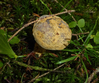 SchimmelE7