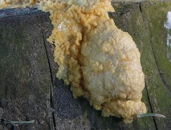 Schleimfluss
