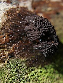 Stemonitisfusca4