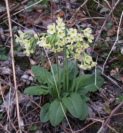 Schluesselblume