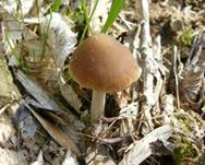 SchmalblaettrigerFaserling