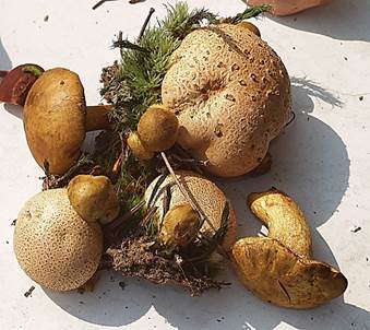 Schmarotzer