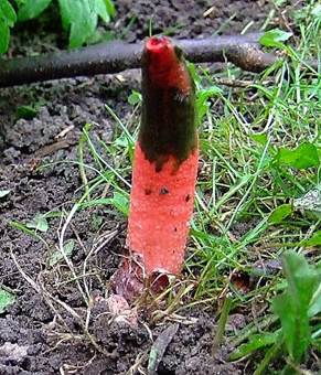 Himmerrote
