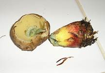 Schoenfussroehrling05abc