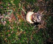 Schoenfussroehrling05a