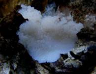 Schopfschleimi4