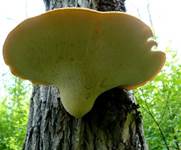 Schupp-2