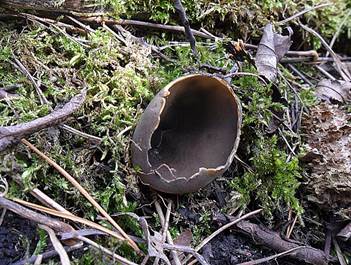 Schwarzweisse Rippen-Becherlorchel (Helvella leucomelaena)1