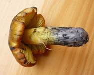 SwSaftling