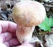 Sommer-Steinpilz2