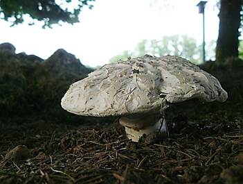 SparrigSchuppig3