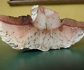 SparrigSchuppig6