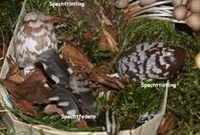 Spechttintling