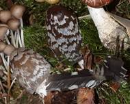 Spechttintling-