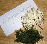 Buchenstachelbart