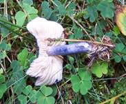 StahlblauerRoetling2