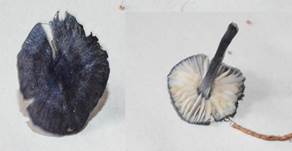 stahl-blauer-roe