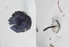 stahl-blauer-roe3