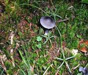 StahlblauerRoetling08041