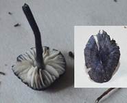 stahl-blauer-roe2