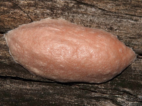 StaeblingSchleimi2