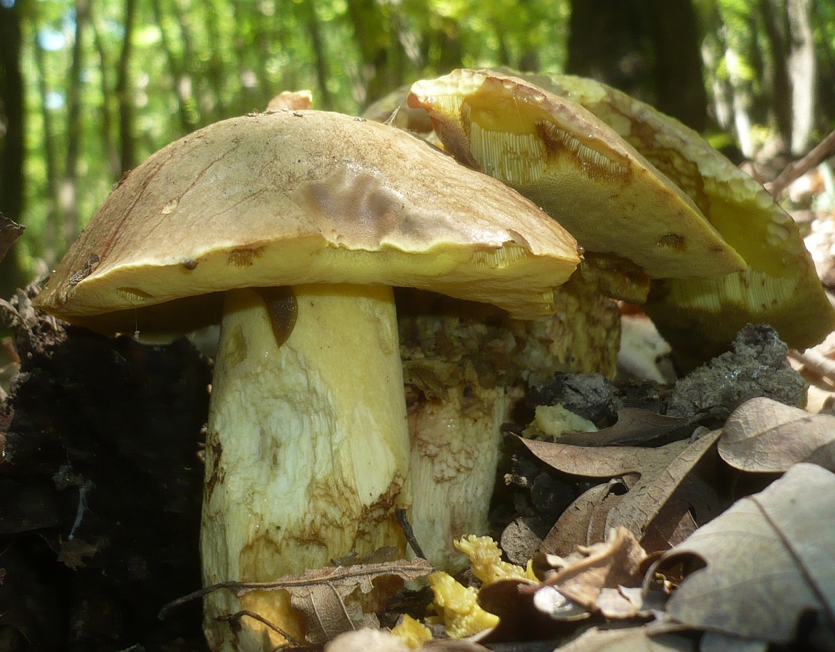 Gelber pilz mit schwamm