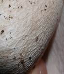 Steinpi9b