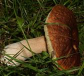 Steinpilz2