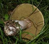Steinpilz
