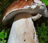 Fichensteini5