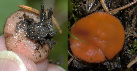 SternsporigerSchildborstling