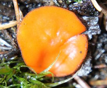 SternsporigerSchildborstling5