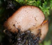 SternsporigerSchildborstling3