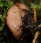 SternsporigerSchildborstling2