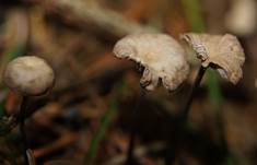 Stink-Schwind2