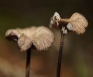 Stink-Schwind3