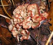 Kreiselpilz-
