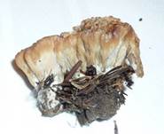 StriegeligeKreiselpilz